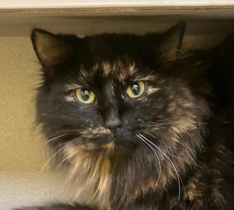 Betty Lou Who, Adoptable, Adult Female Domestic Long Hair.