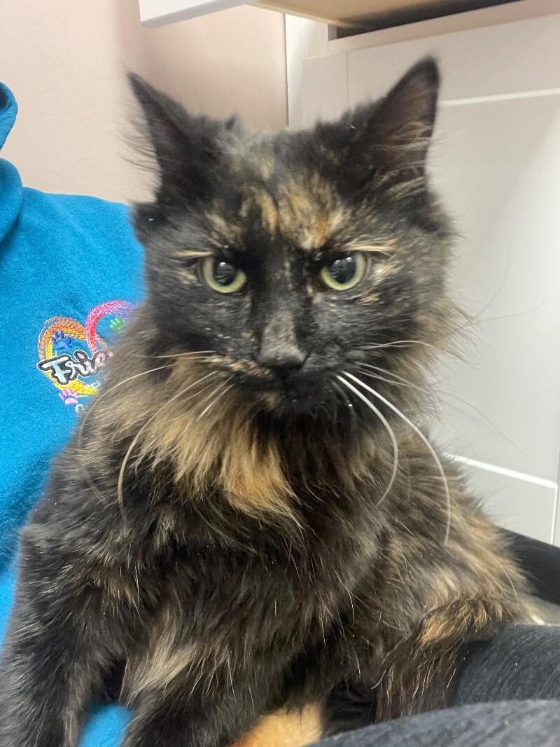 Enlarge Betty Lou Who, a Adoptable Domestic Long Hair in Osseo, MI image 2/4