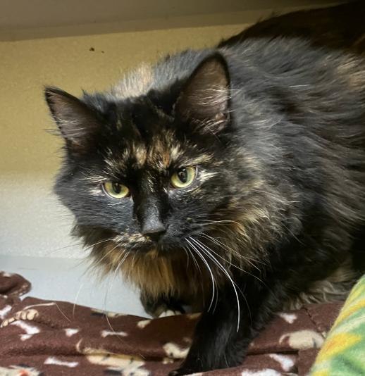 Enlarge Betty Lou Who, a Adoptable Domestic Long Hair in Osseo, MI image 3/4