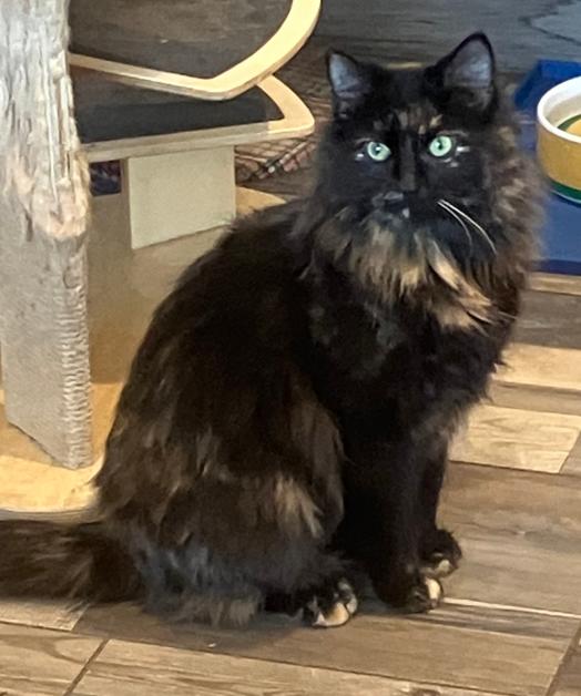 Enlarge Betty Lou Who, a Adoptable Domestic Long Hair in Osseo, MI image 4/4