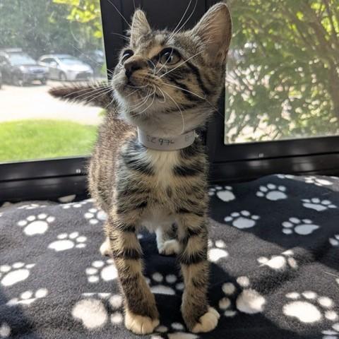 Harmony- 52976, adopted, Kitten Female Domestic Short Hair.