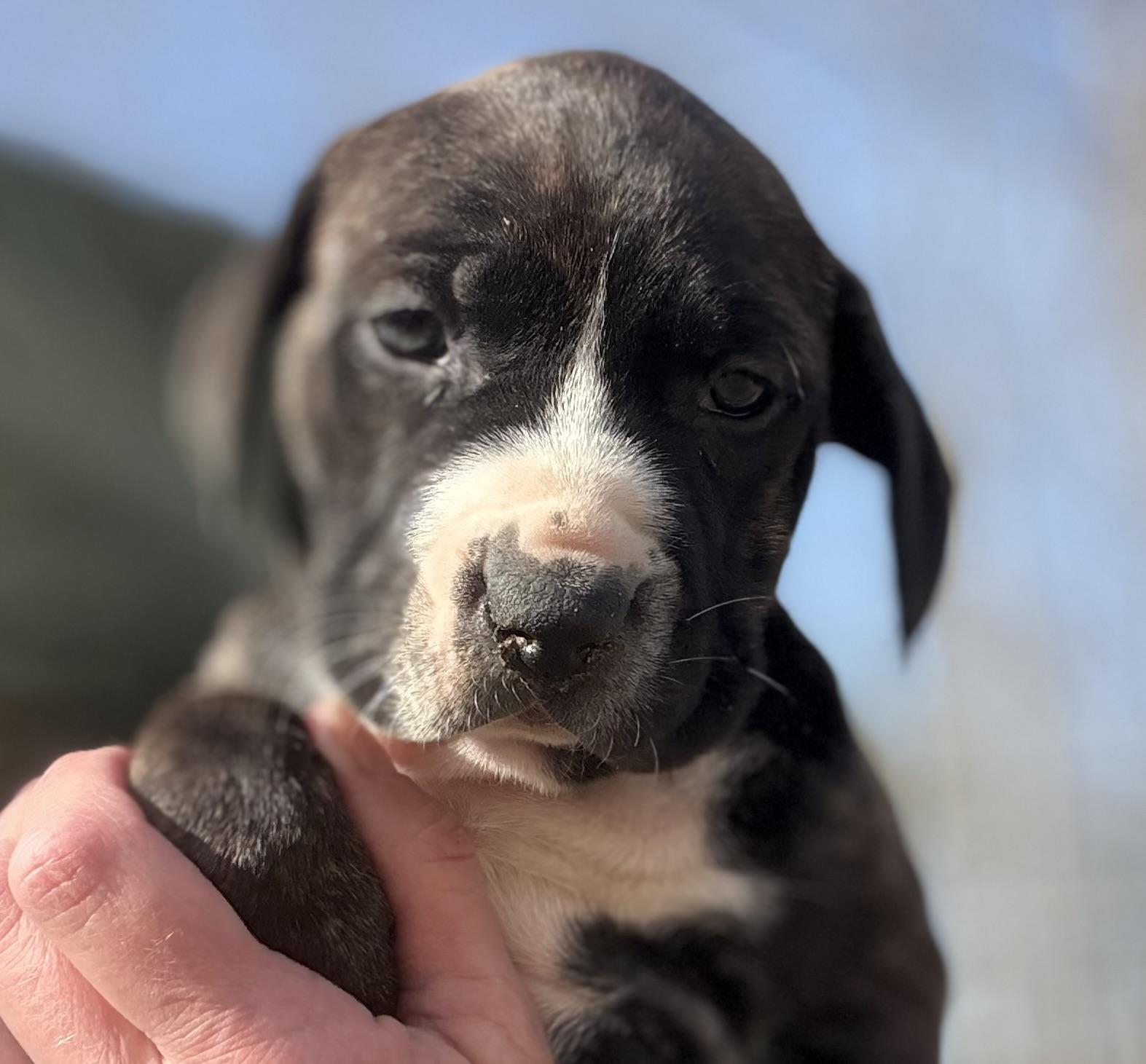 Katrina, Adoptable, Puppy Female Hound & Labrador Retriever.