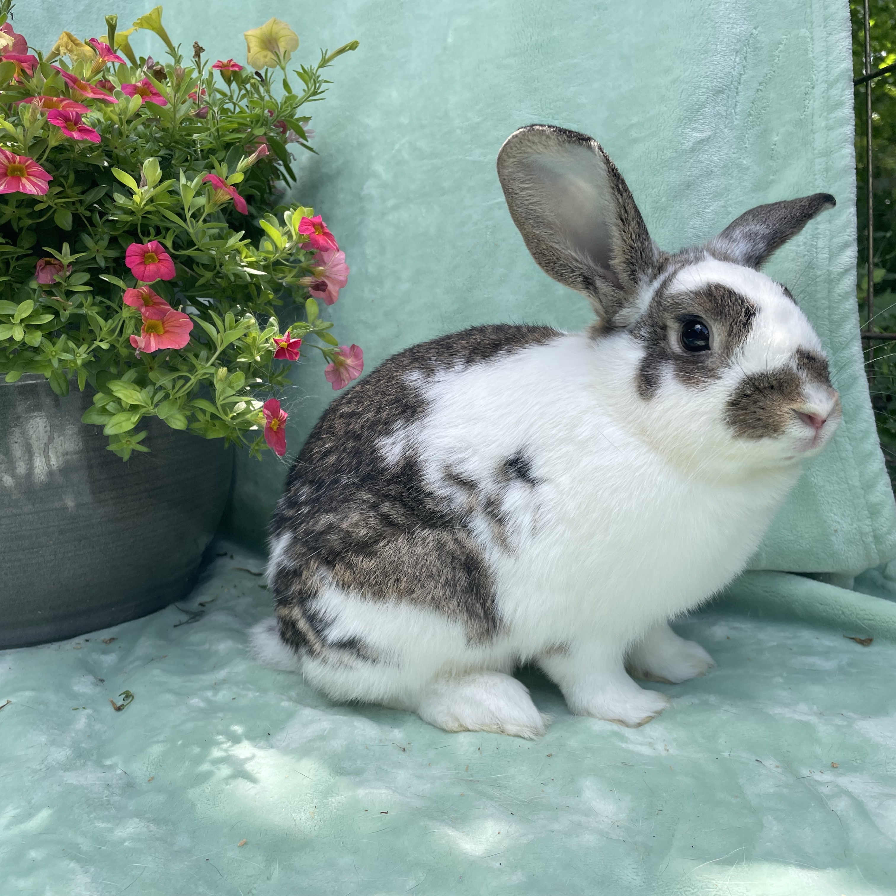 Taffy, a Adoptable English Spot in Indianapolis, IN image 5/6