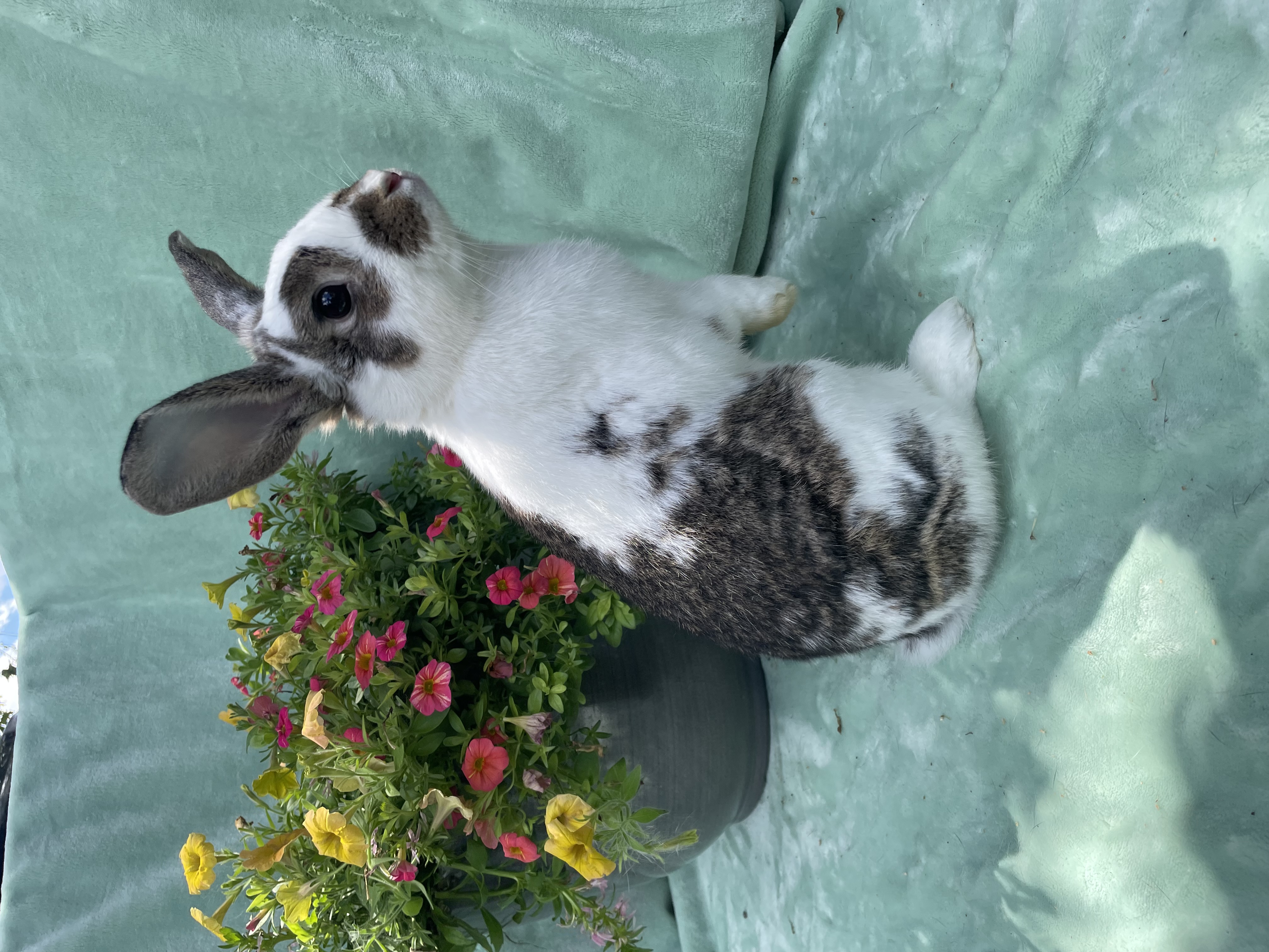 Taffy, Adoptable, Young Female English Spot.