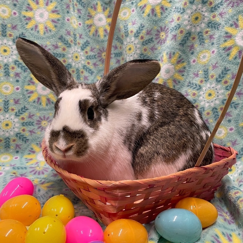 Taffy, a Adoptable English Spot in Indianapolis, IN image 2/6