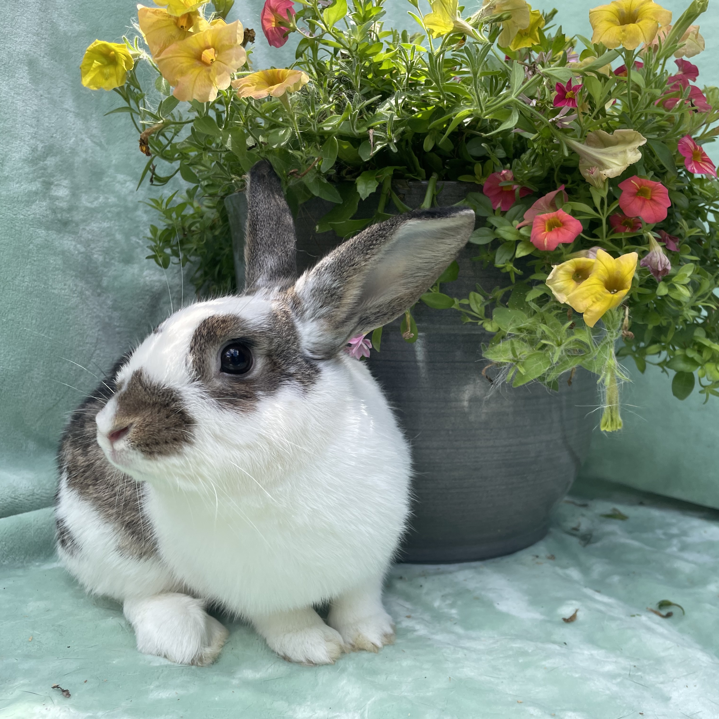 Taffy, a Adoptable English Spot in Indianapolis, IN image 6/6