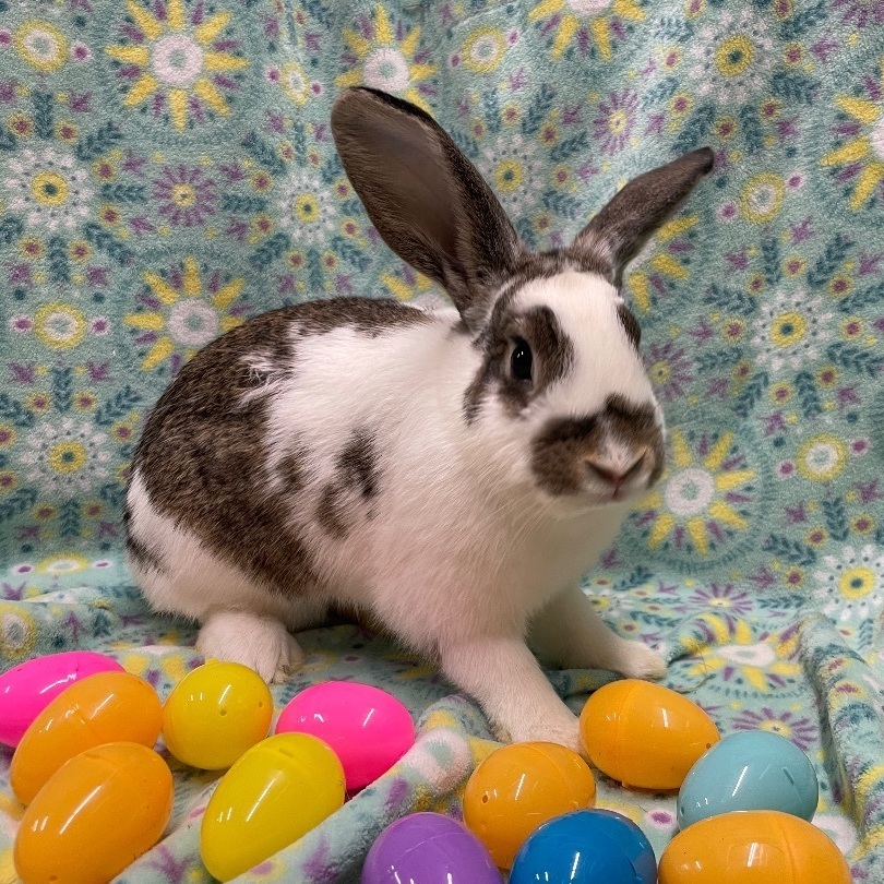 Taffy, a Adoptable English Spot in Indianapolis, IN image 3/6