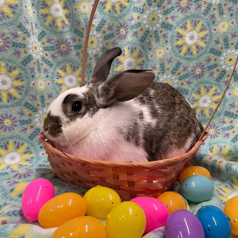 Taffy, a Adoptable English Spot in Indianapolis, IN image 4/6