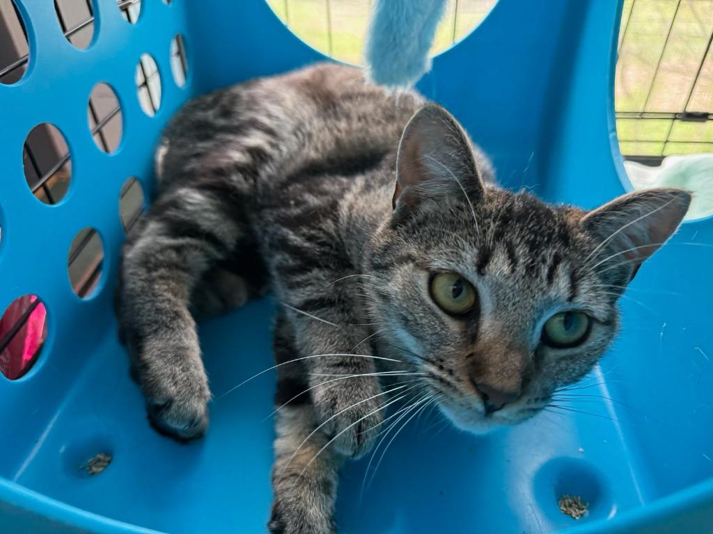 2026-02A Brandy, Adoptable, Young Female Domestic Short Hair.