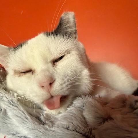 Skipper, Adoptable, Adult Male Domestic Short Hair.