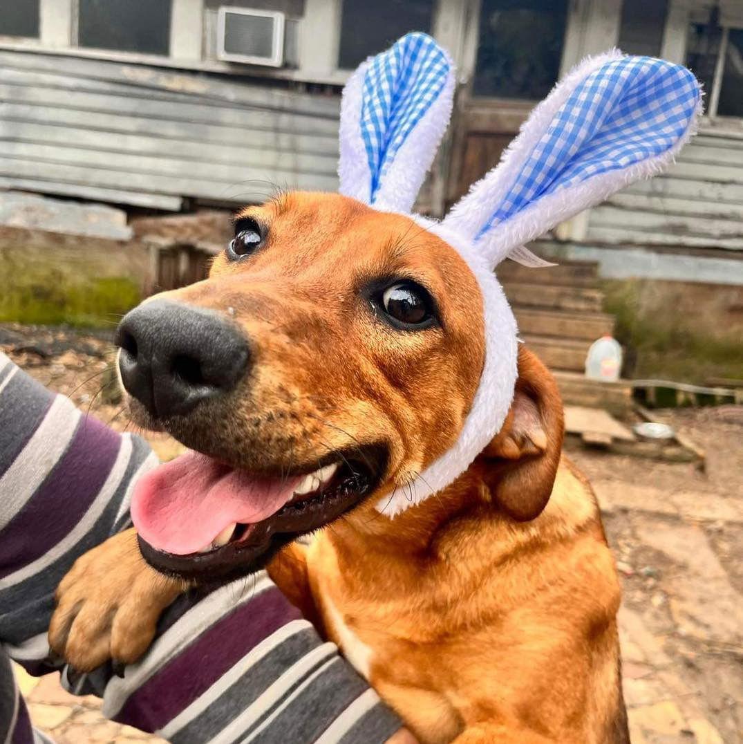 Lichee, Adoptable, Puppy Male Labrador Retriever.