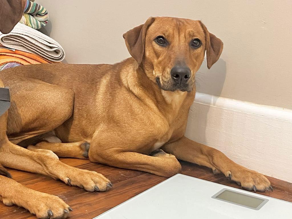 Enlarge Lichee, a Adoptable Labrador Retriever in Grand Bay, AL image 2/3