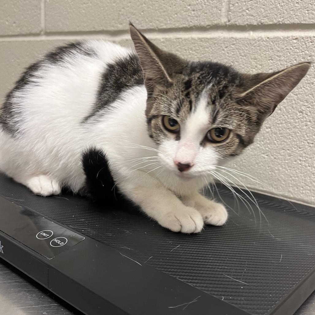 Yahtzee, Adoptable, Young Male Domestic Short Hair.