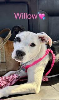 Willow, ADOPTABLE, Young Female American Staffordshire Terrier.