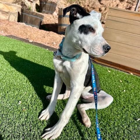 Enlarge Willow, a ADOPTABLE mixed breed in Gilbert, AZ image 3/5
