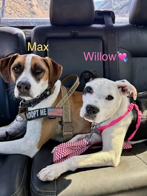 Enlarge Willow, a ADOPTABLE mixed breed in Gilbert, AZ image 2/5