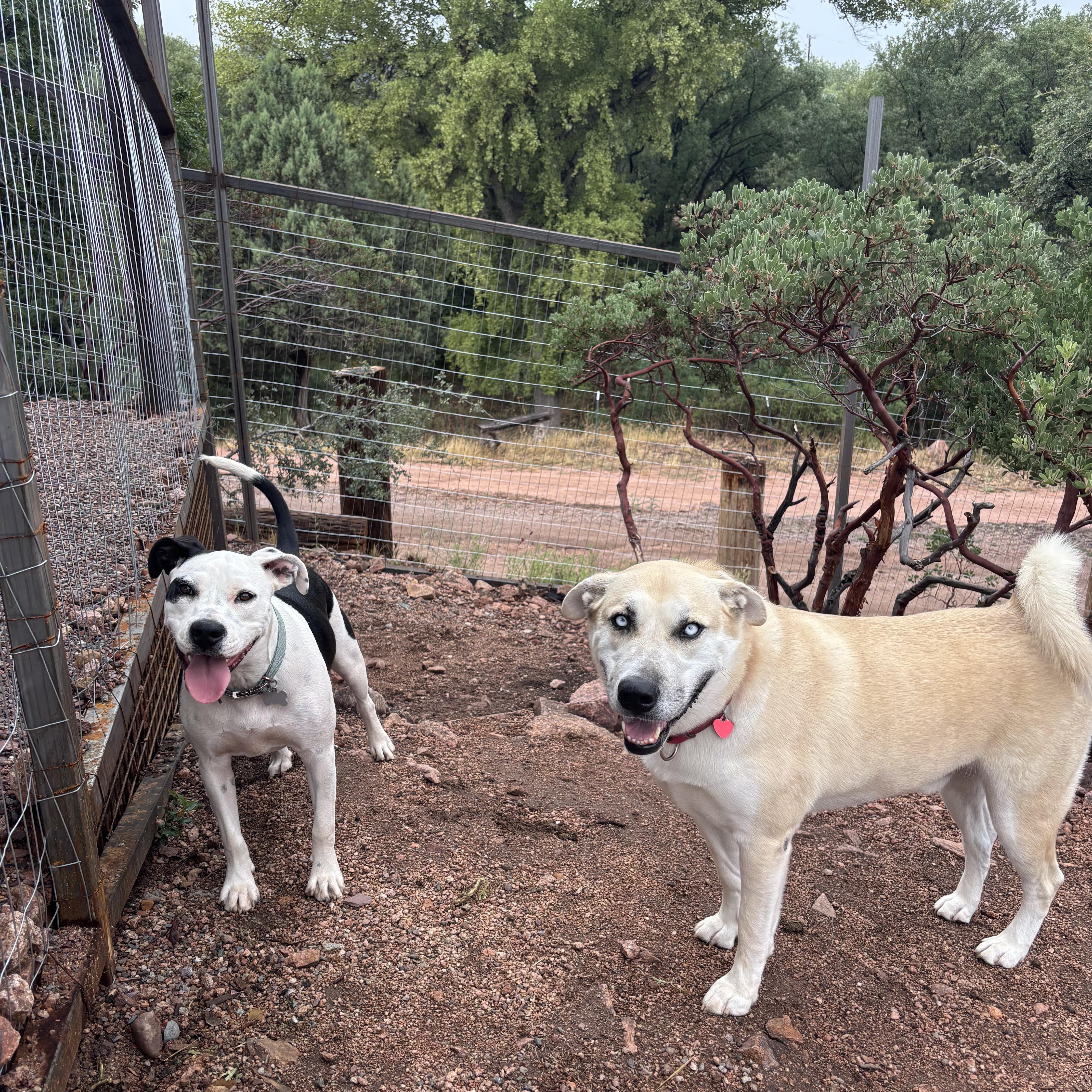 Enlarge Willow, a ADOPTABLE mixed breed in Gilbert, AZ image 6/6