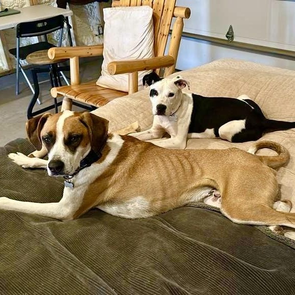 Enlarge Willow, a ADOPTABLE mixed breed in Gilbert, AZ image 4/5