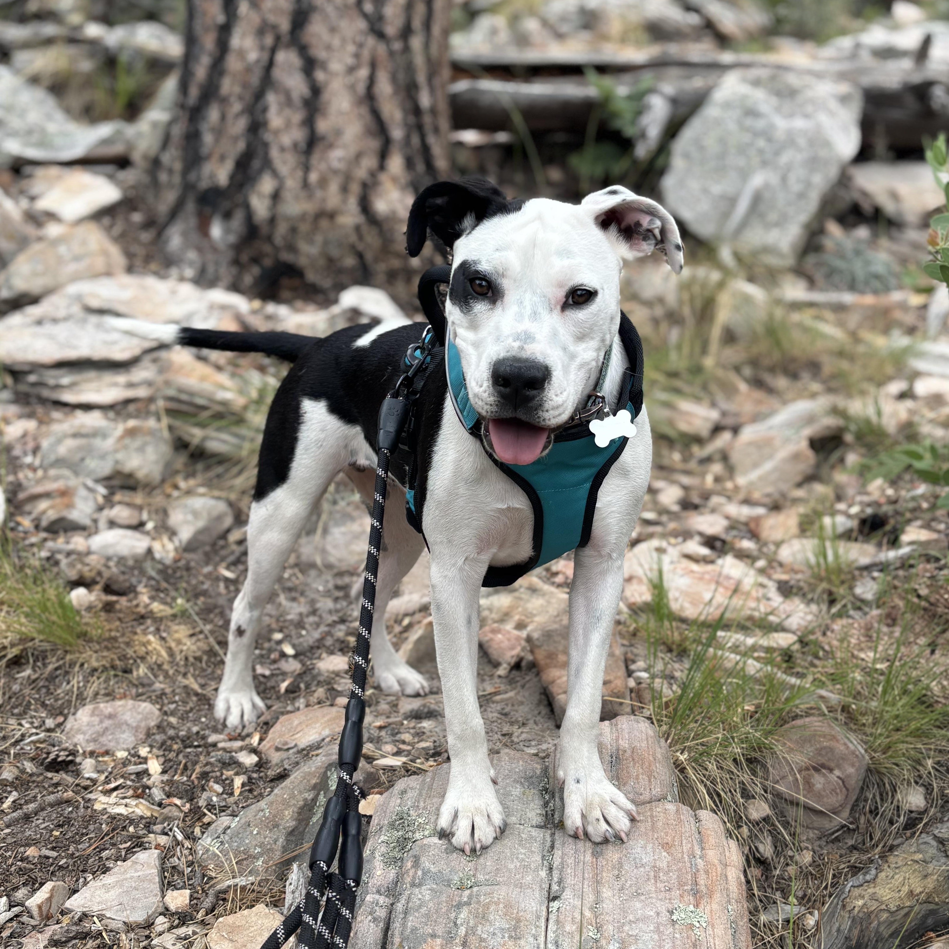 Enlarge Willow, a ADOPTABLE mixed breed in Gilbert, AZ image 6/6