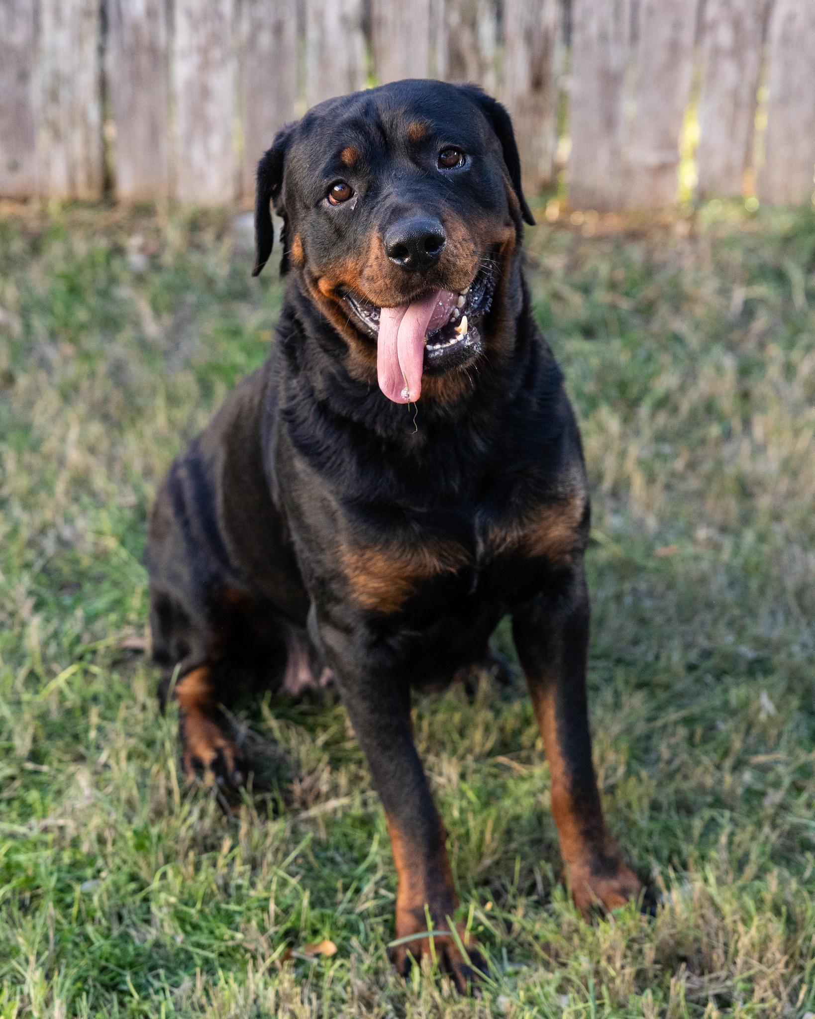 Enlarge Blessing , an adopted mixed breed in Mississauga, ON image 6/6