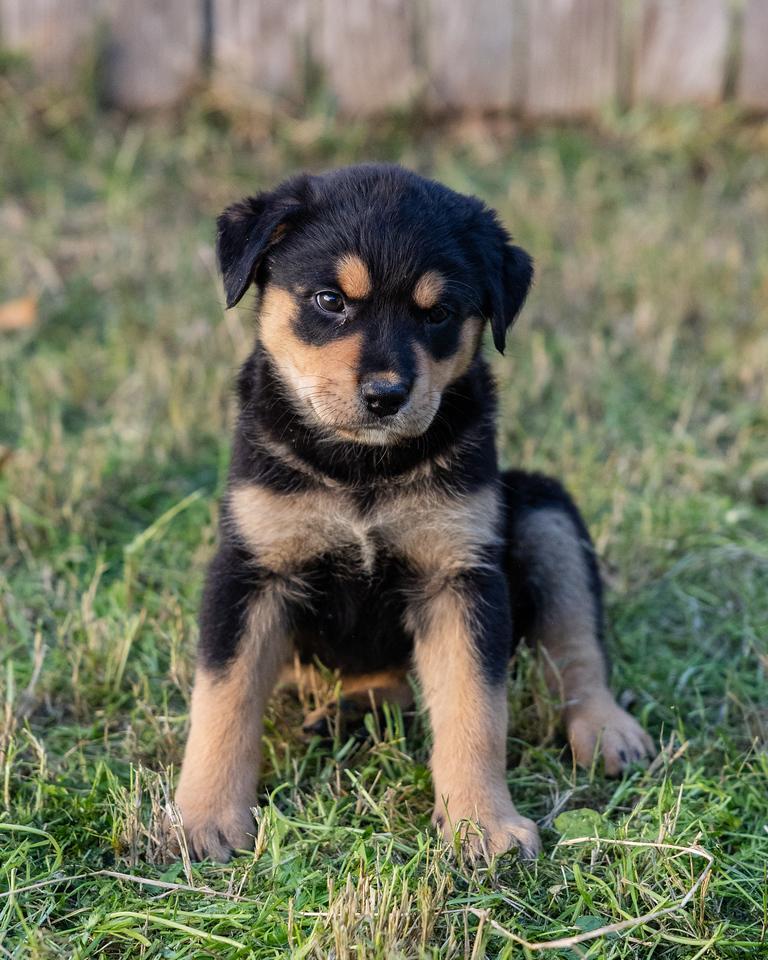 Blessing , adopted, Puppy Female Rottweiler.
