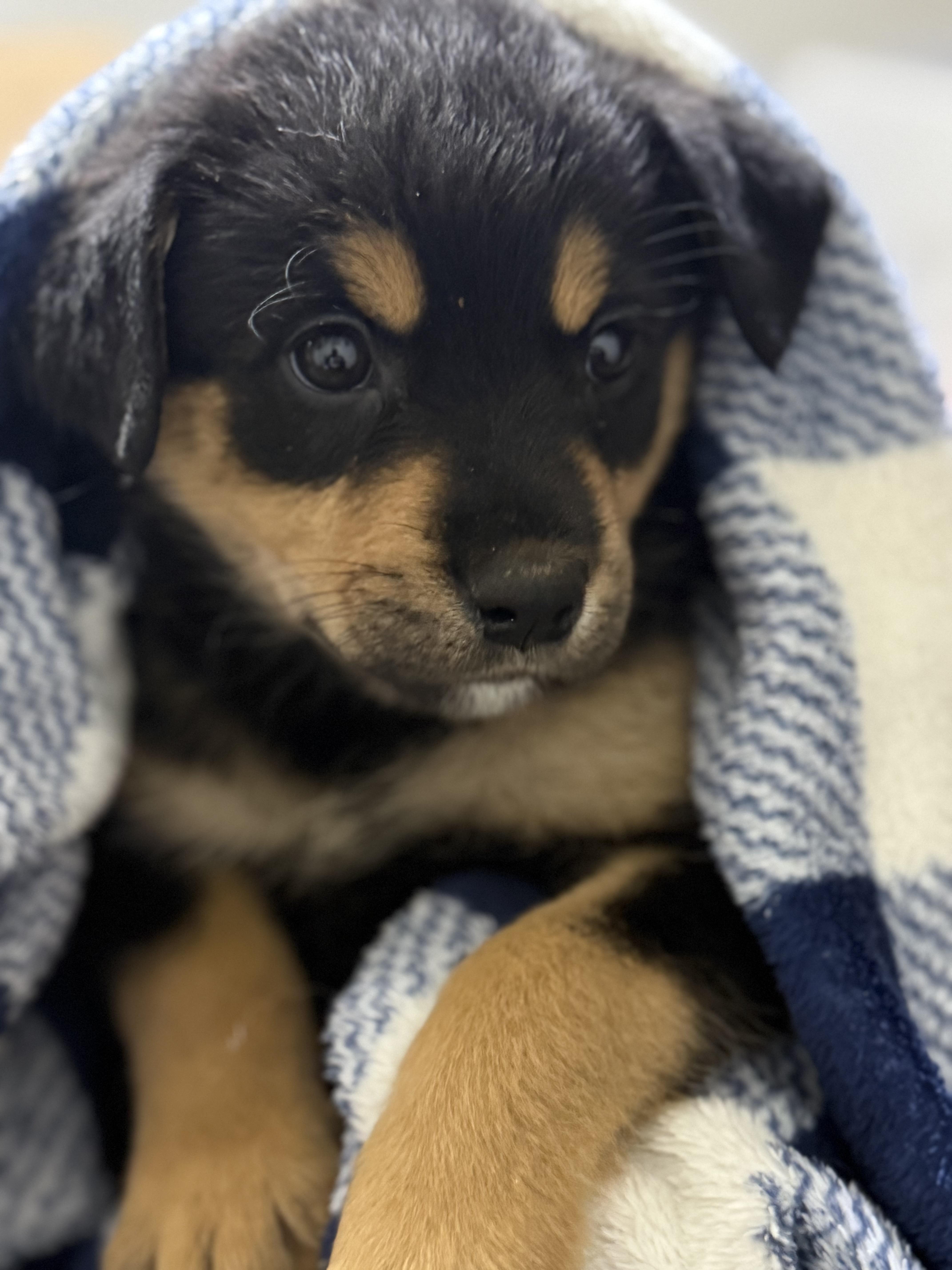 Enlarge Blessing , an adopted mixed breed in Mississauga, ON image 2/6