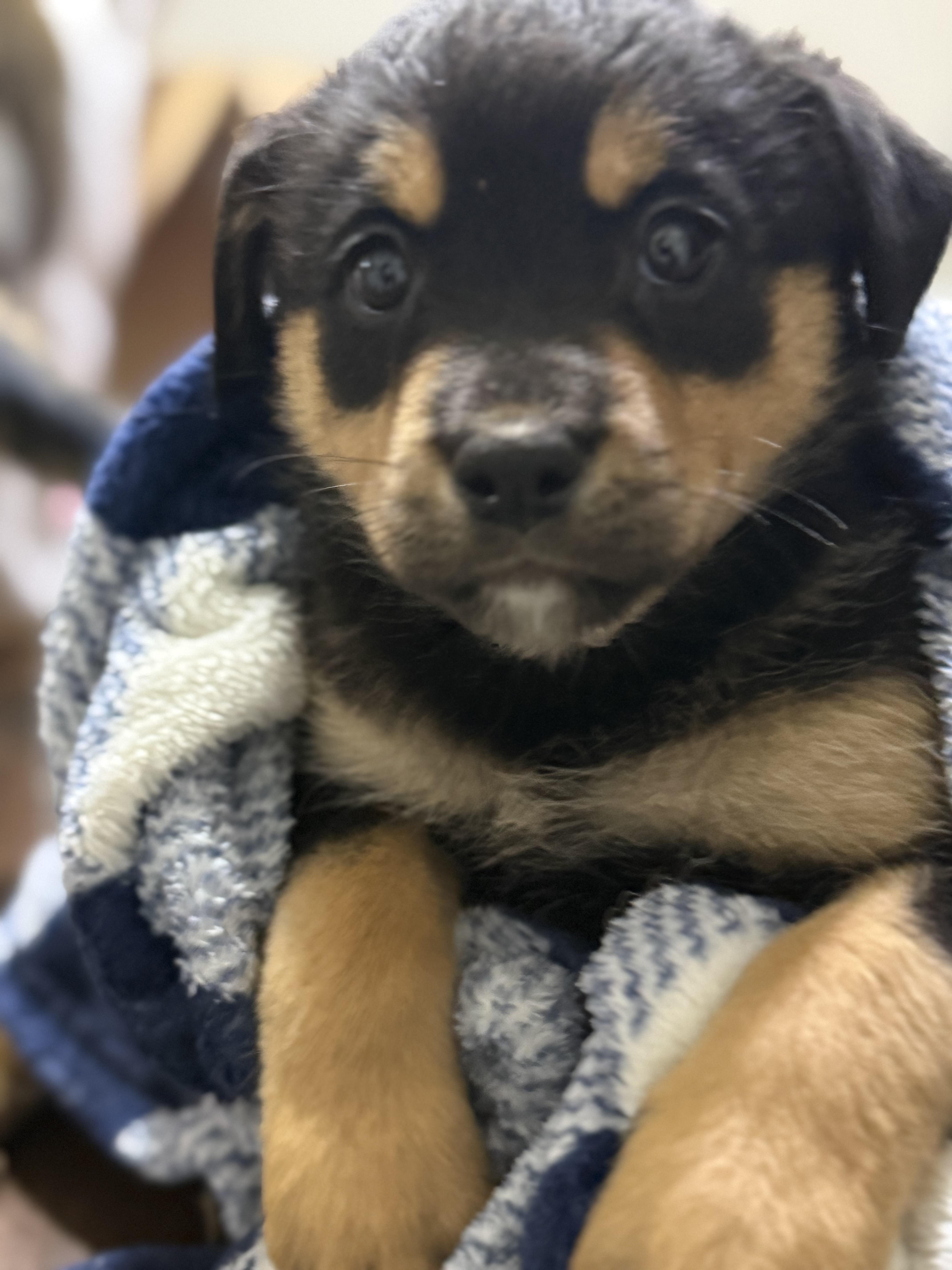 Enlarge Blessing , an adopted mixed breed in Mississauga, ON image 3/6