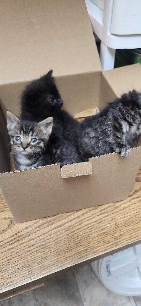 Cat 27800 (Tostada), Adoptable, Young Male Domestic Medium Hair.
