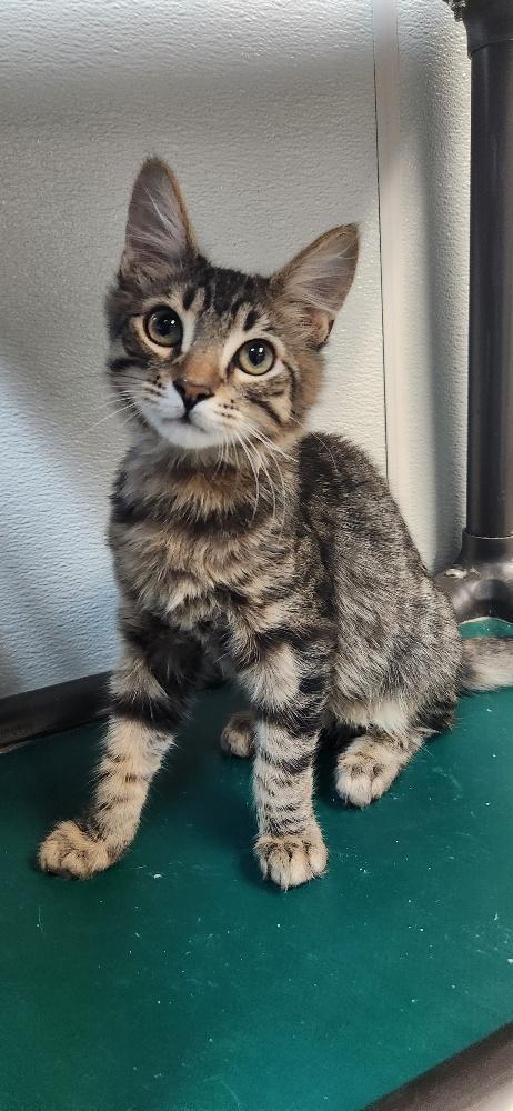 Enlarge Cat 27800 (Tostada), a Adoptable Domestic Medium Hair in Parlier, CA image 2/5