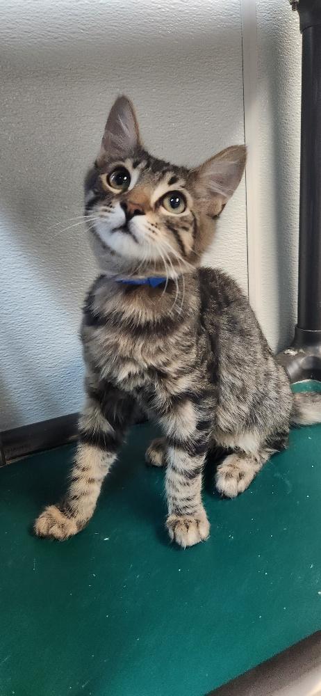 Enlarge Cat 27800 (Tostada), a Adoptable Domestic Medium Hair in Parlier, CA image 3/5