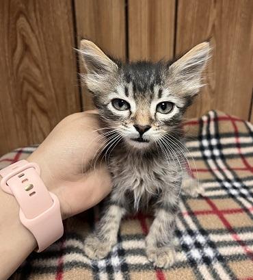Enlarge Cat 27800 (Tostada), a Adoptable Domestic Medium Hair in Parlier, CA image 4/5