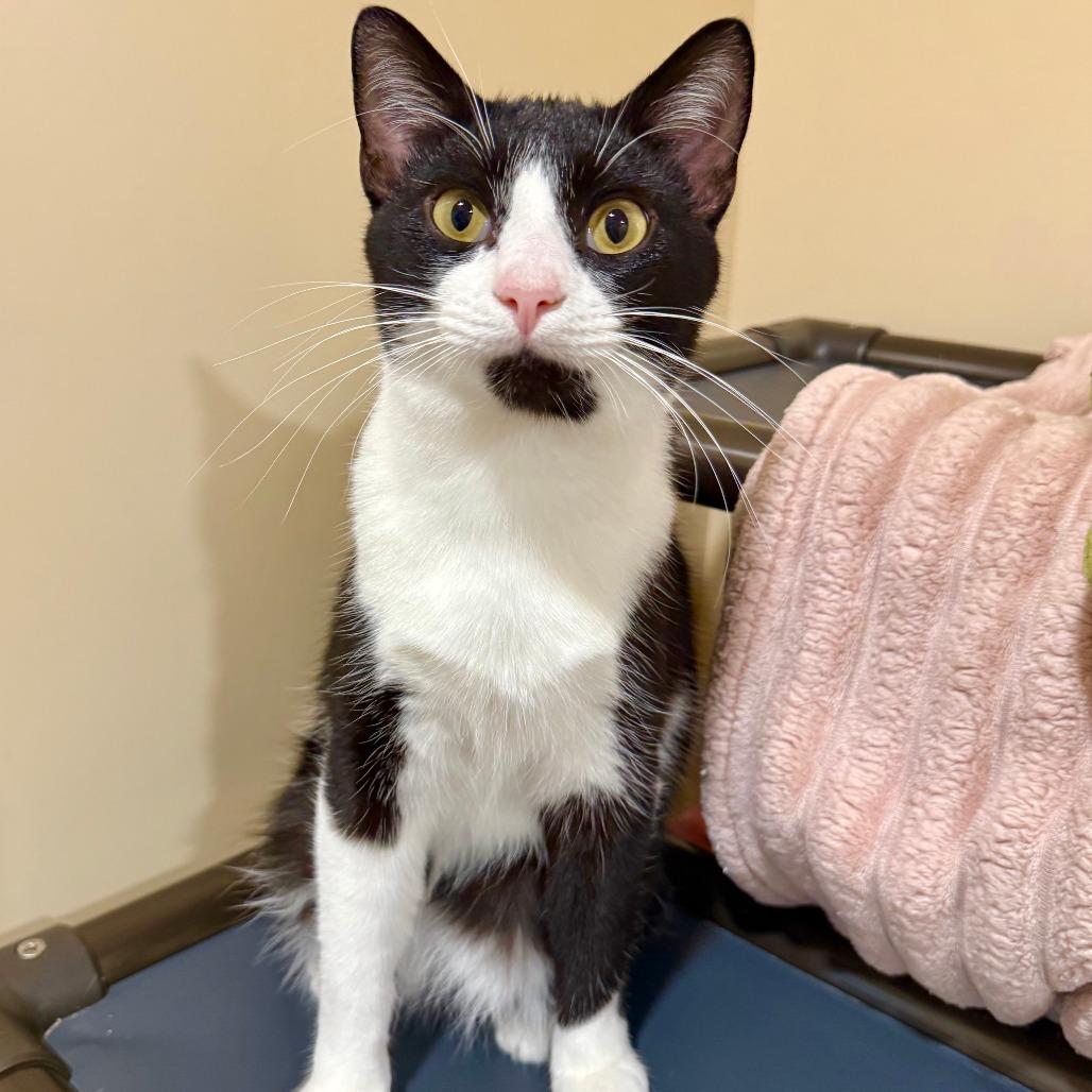 Enlarge Atticus, a Adoptable Domestic Short Hair in Agoura Hills, CA image 2/6