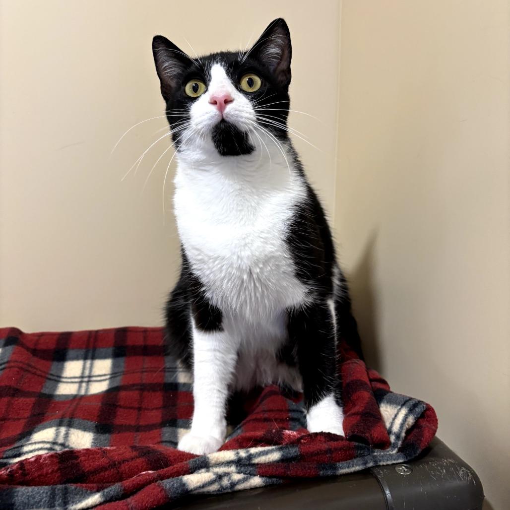 Enlarge Atticus, a Adoptable Domestic Short Hair in Agoura Hills, CA image 2/4