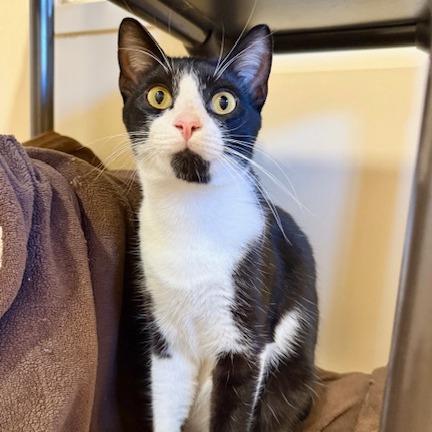 Enlarge Atticus, a Adoptable Domestic Short Hair in Agoura Hills, CA image 3/4