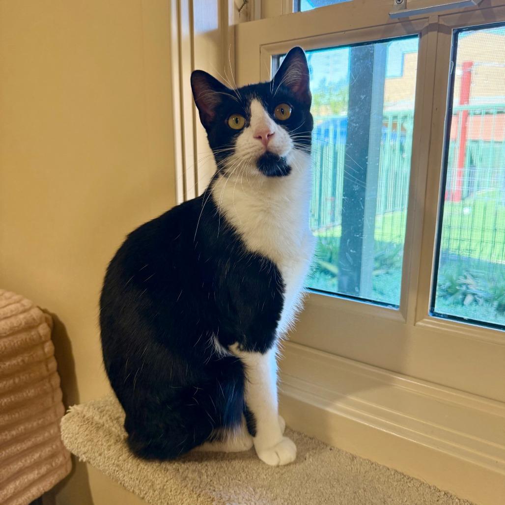 Enlarge Atticus, a Adoptable Domestic Short Hair in Agoura Hills, CA image 6/6