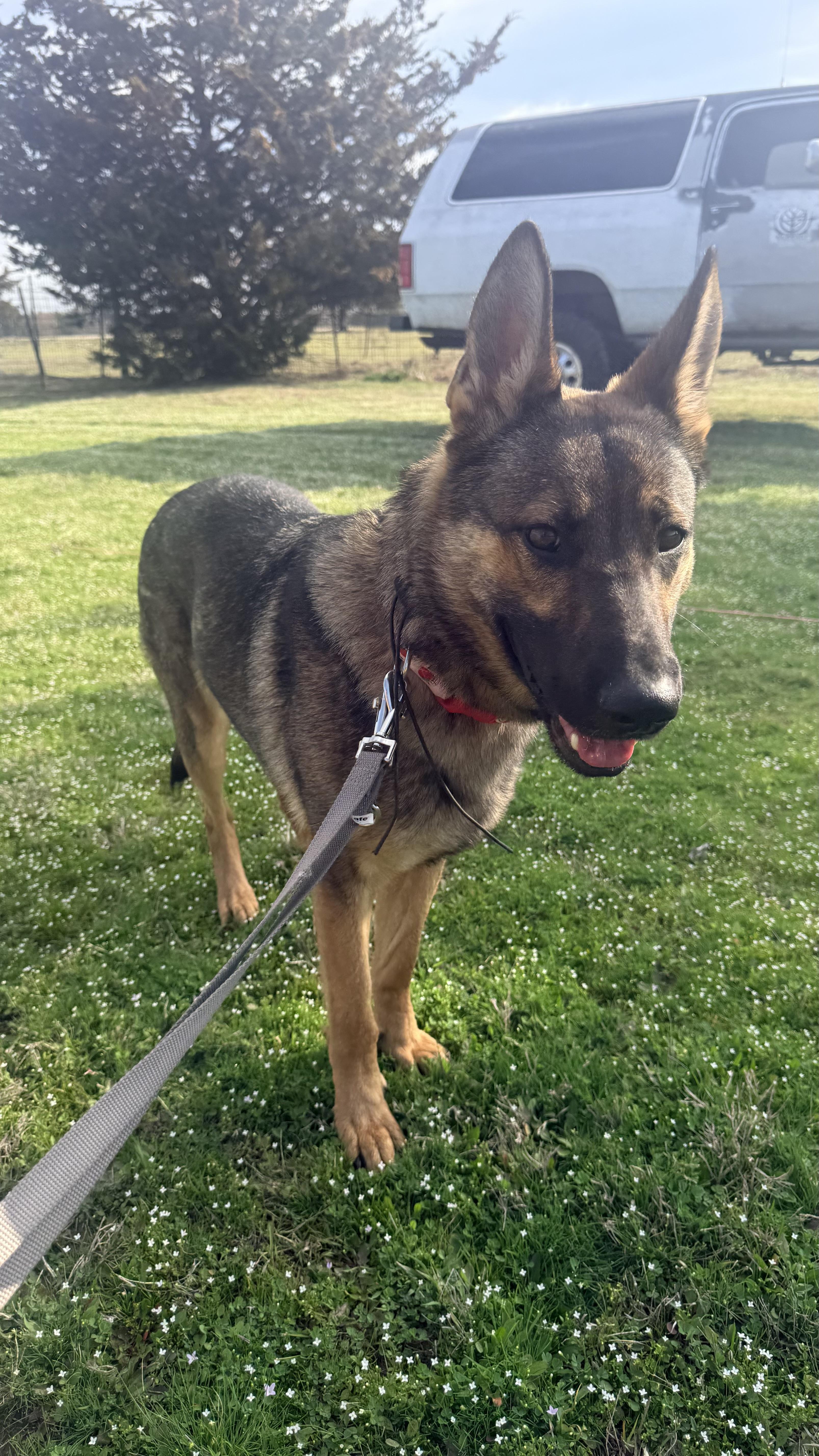 Enlarge Faye, a Adoptable German Shepherd Dog in Annapolis, MD image 5/5