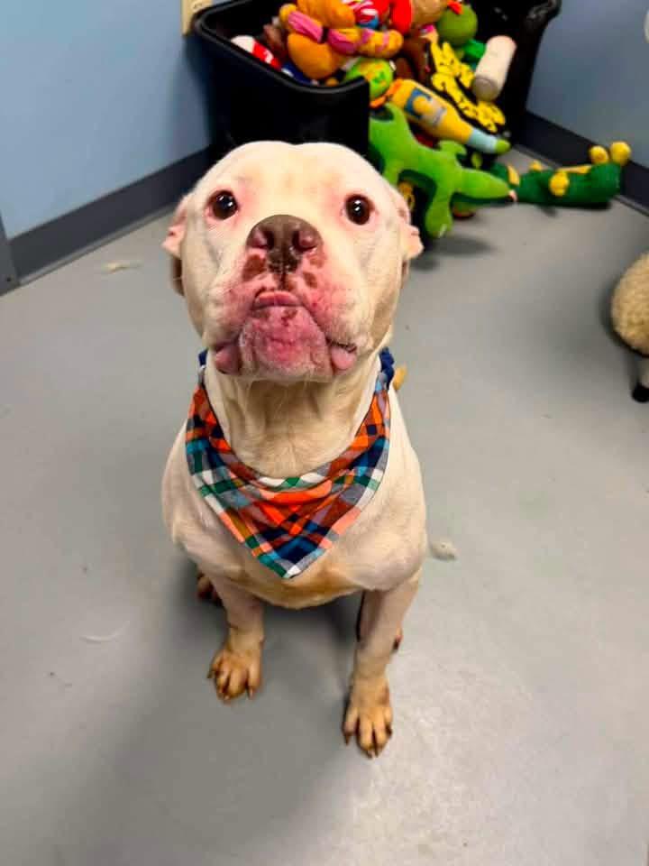 Patrick, Adoptable, Adult Male Terrier.