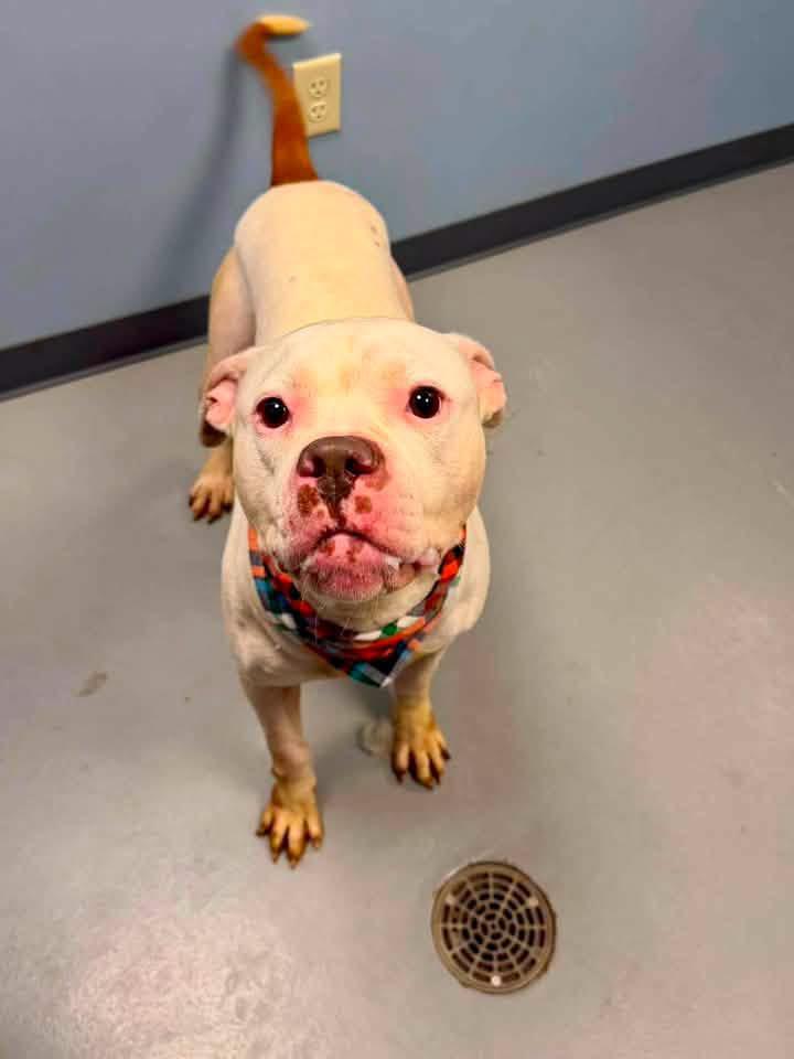 Enlarge Patrick, a Adoptable mixed breed in Zanesville, OH image 3/3