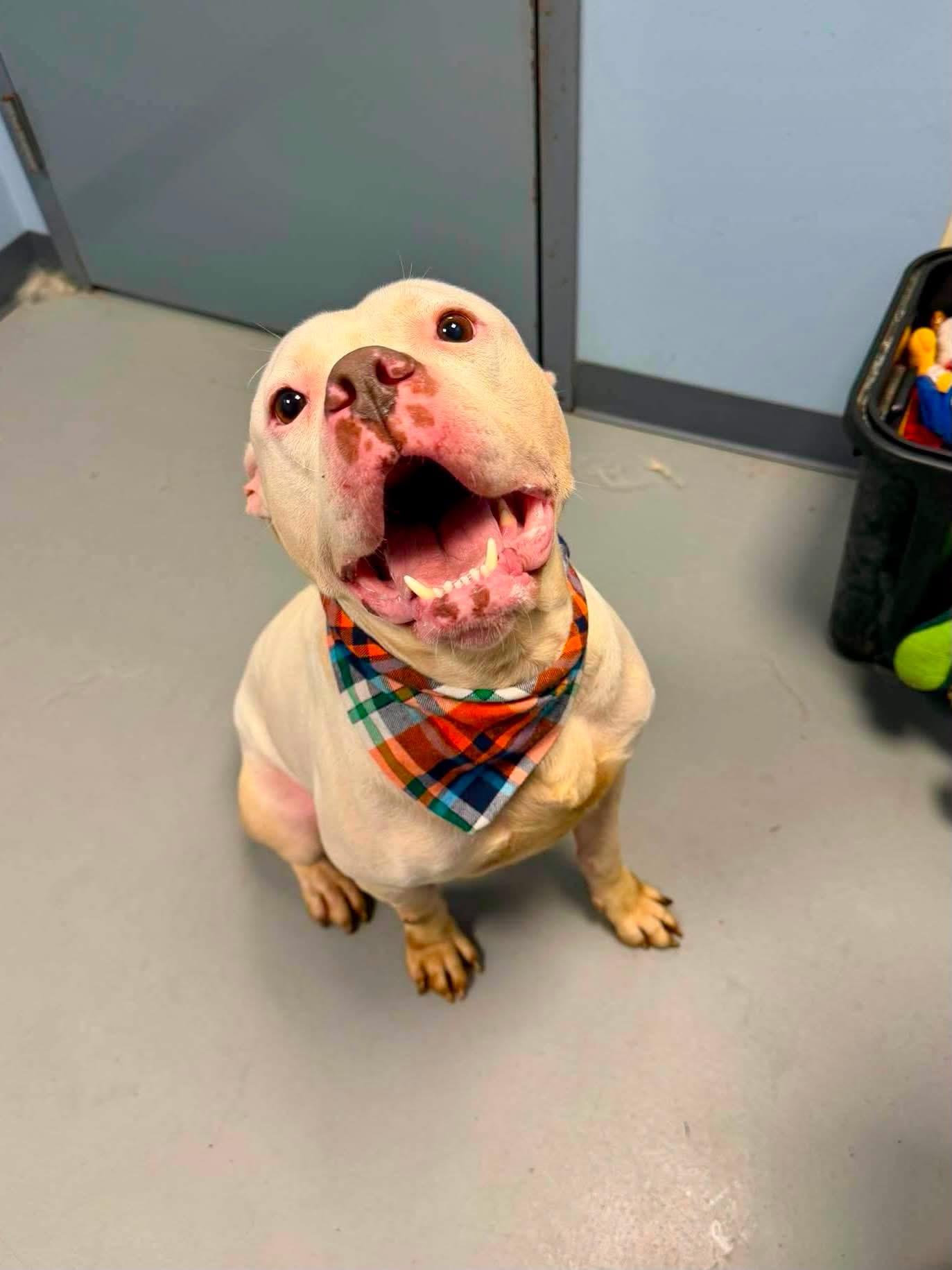 Enlarge Patrick, a Adoptable mixed breed in Zanesville, OH image 2/3