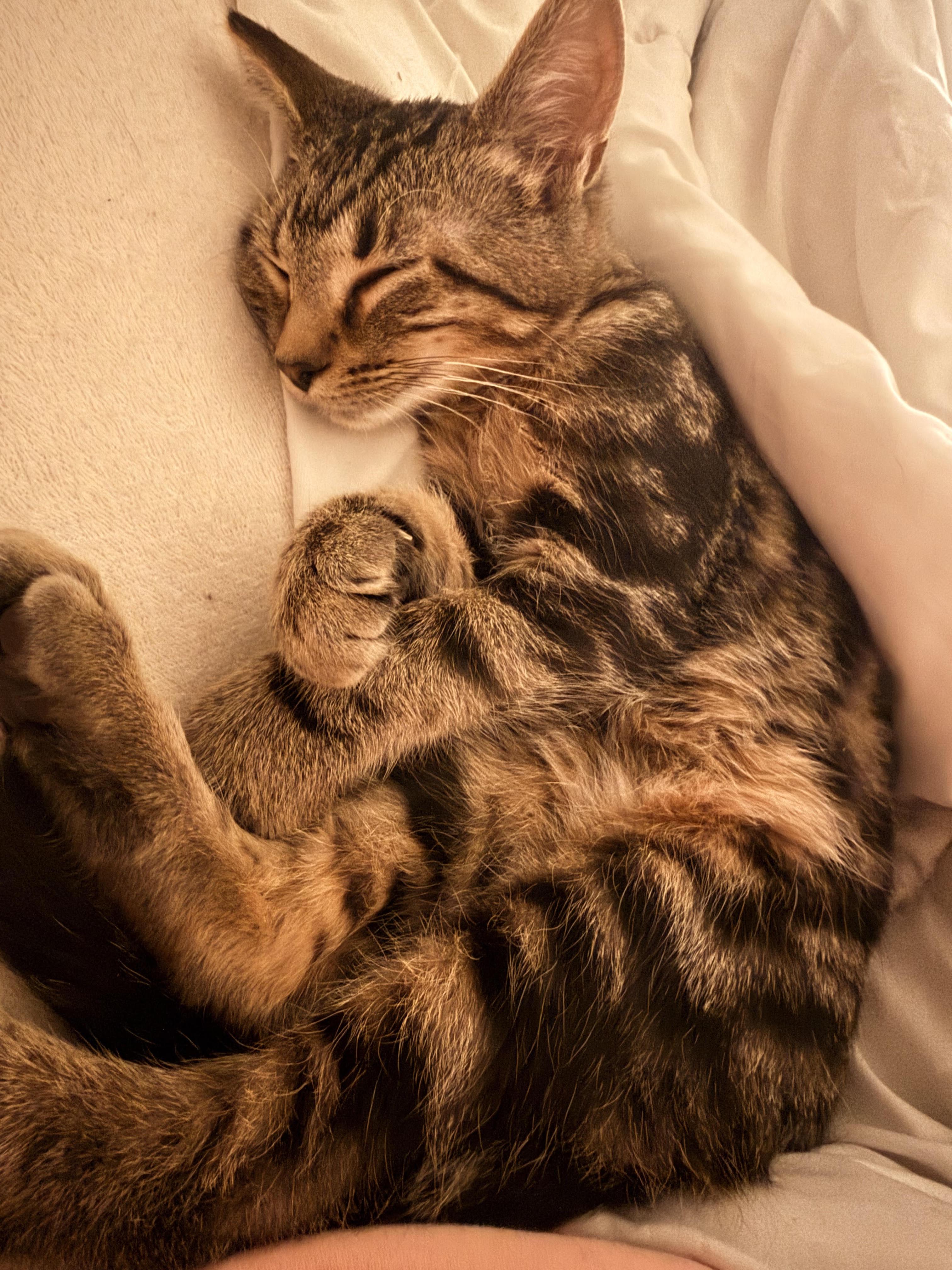 Enlarge Twix, a Adoptable Domestic Short Hair in Herculaneum, MO image 2/3