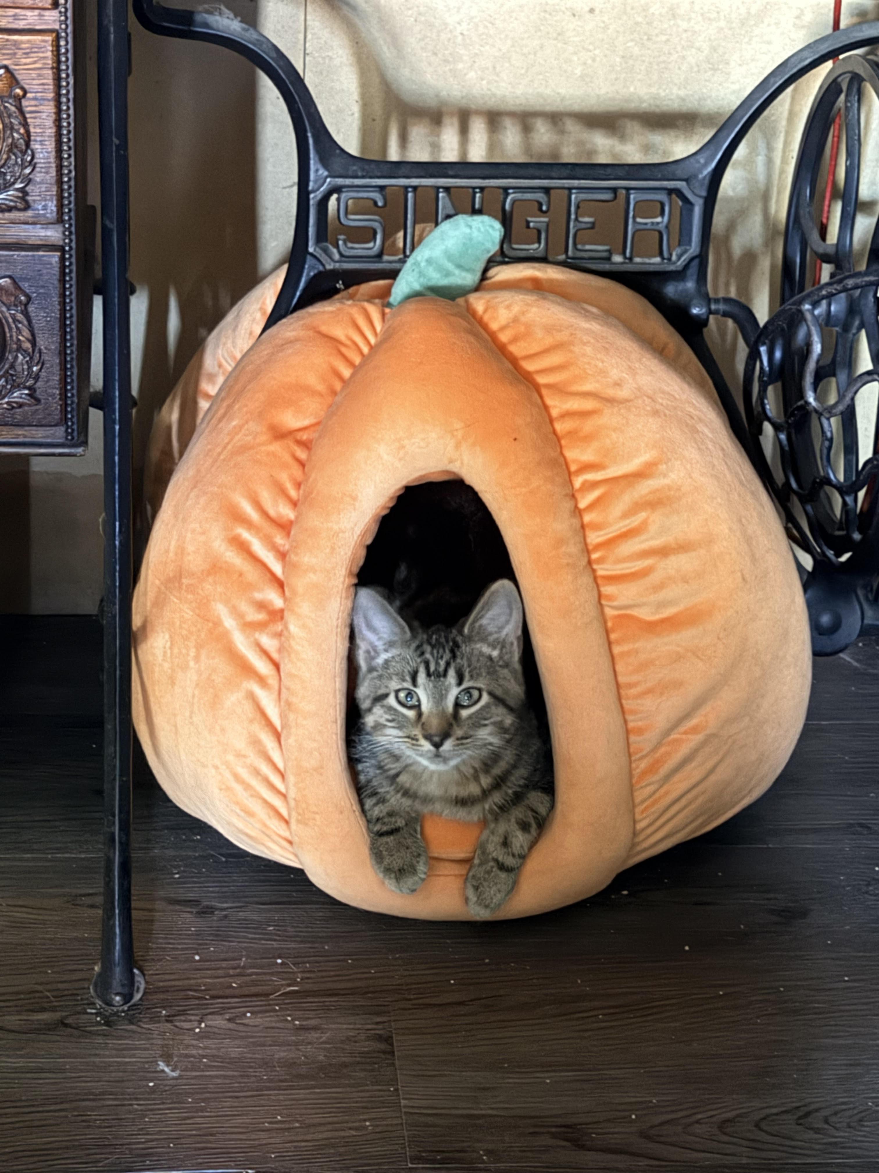 Twix, Adoptable, Kitten Male Domestic Short Hair.