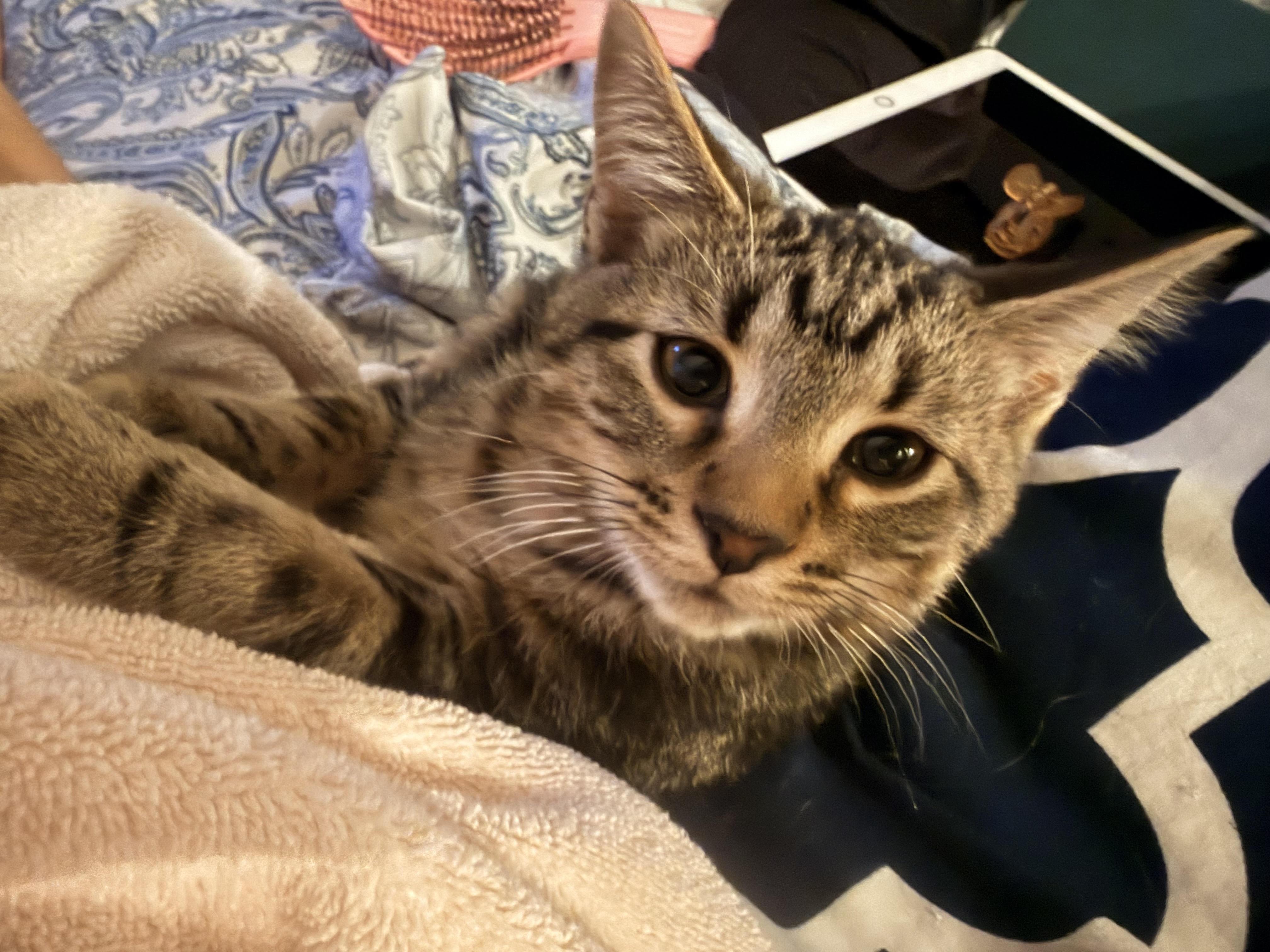 Enlarge Twix, a Adoptable Domestic Short Hair in Herculaneum, MO image 3/3