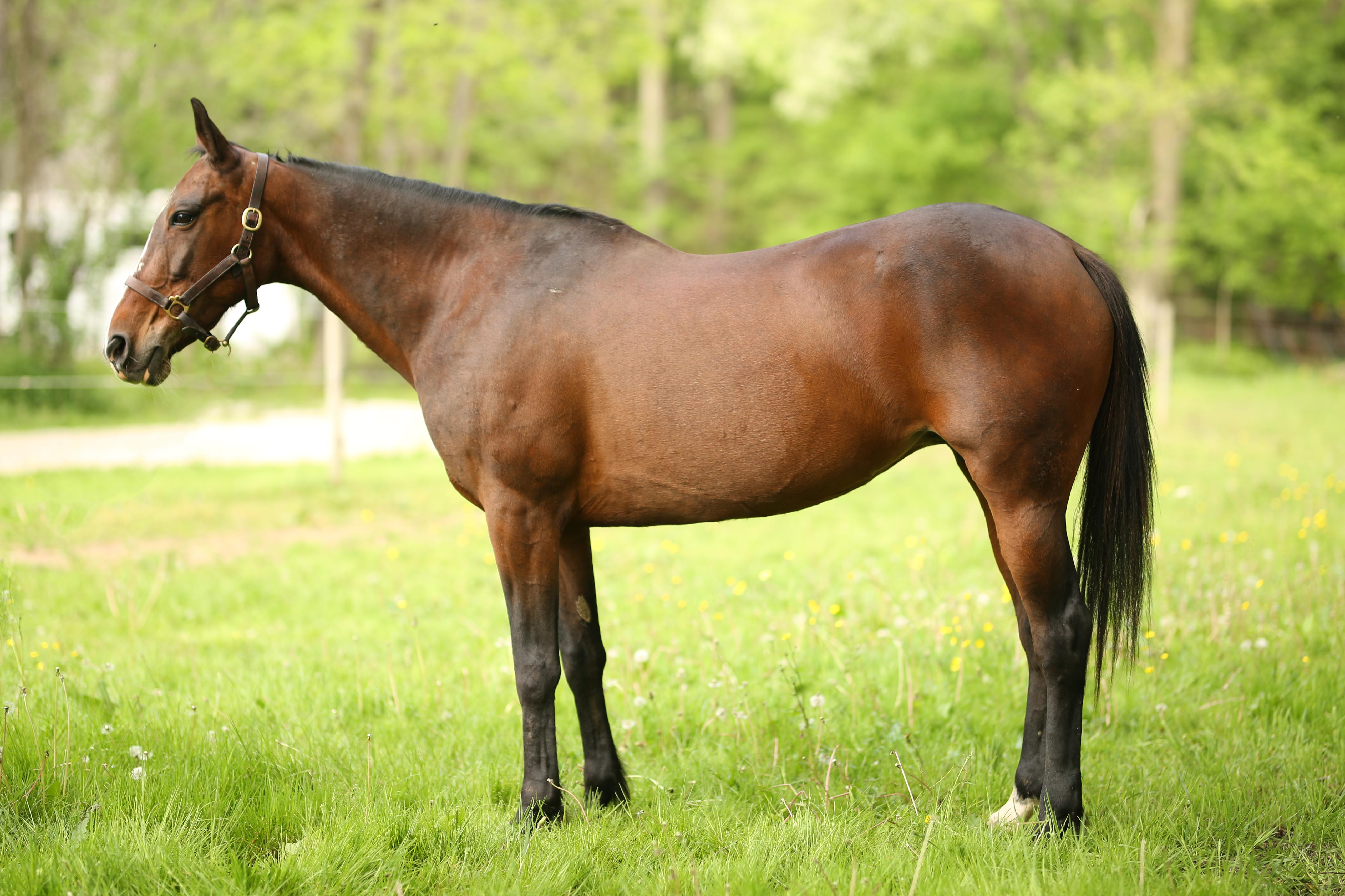 Owen, a ADOPTABLE Standardbred in Wadsworth, OH image 2/2
