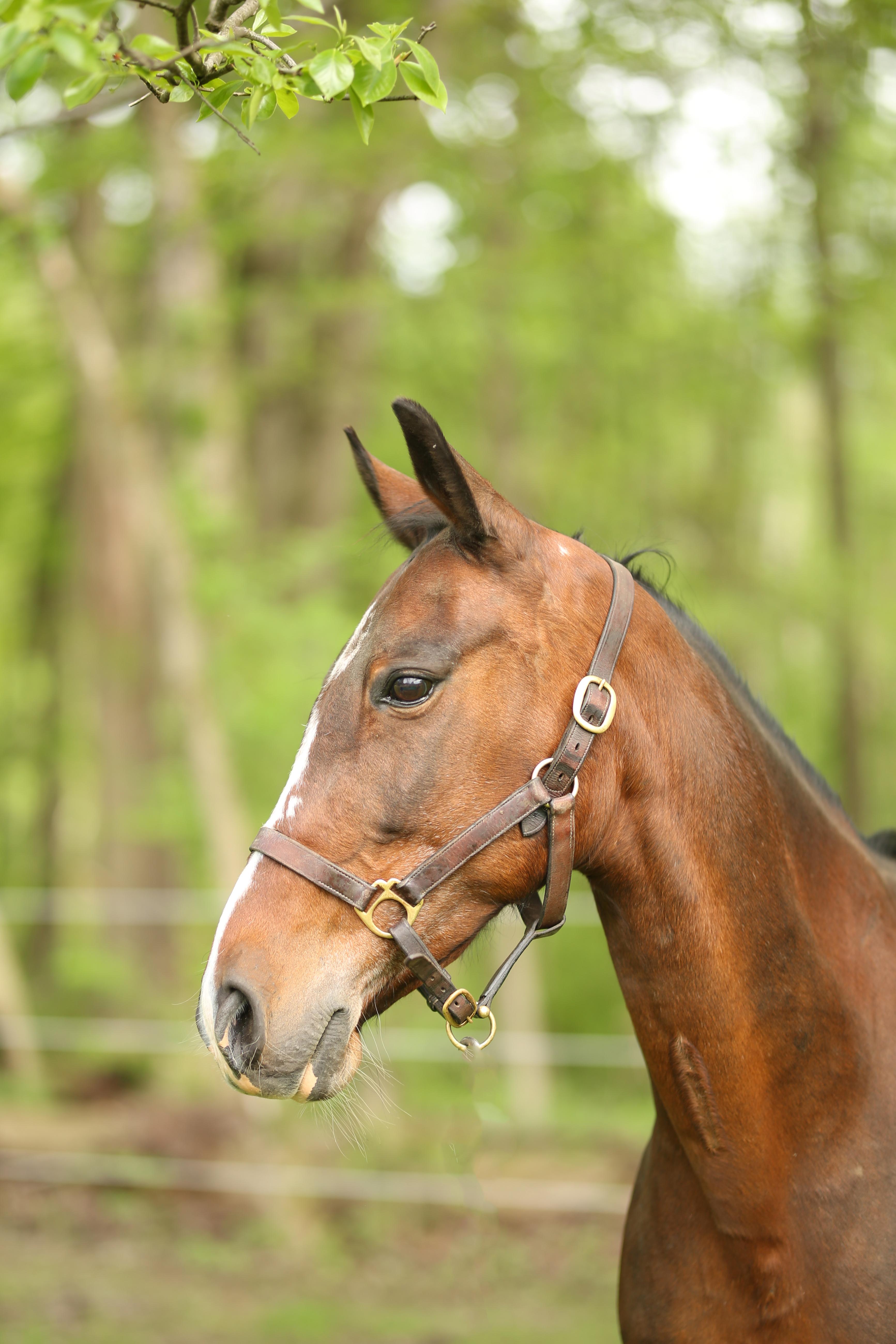 Owen, a ADOPTABLE Standardbred in Wadsworth, OH image 1/2