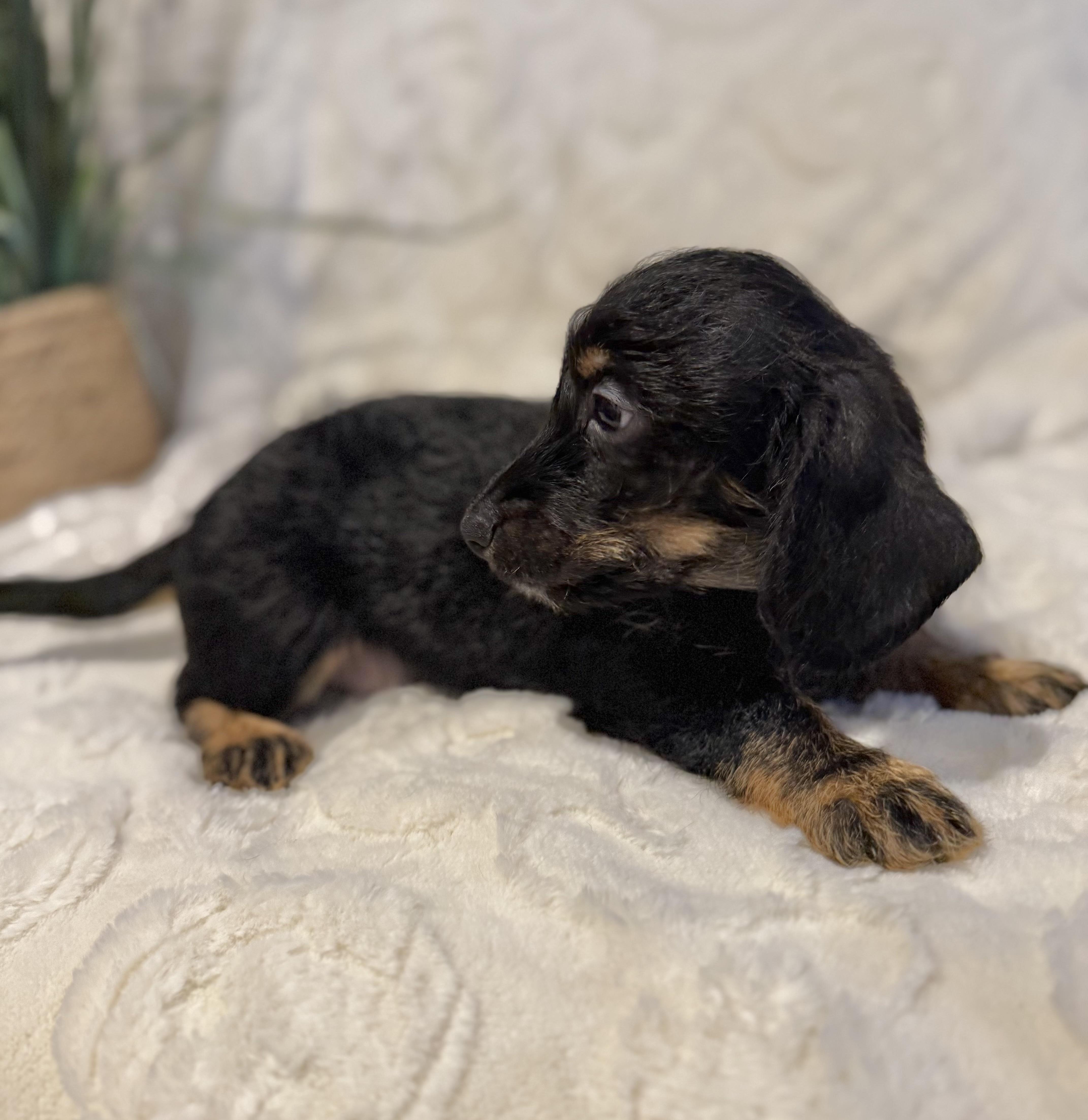 Enlarge Milo, a ADOPTABLE mixed breed in Hales corners, WI image 2/4