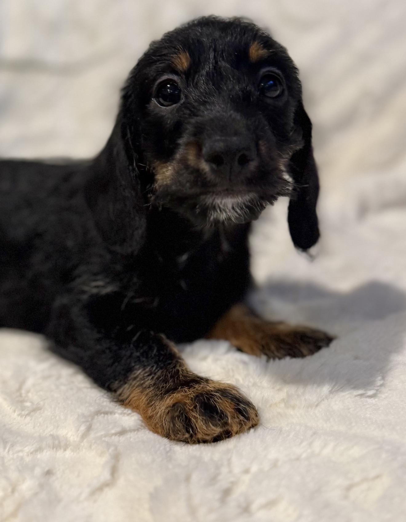 Milo, ADOPTABLE, Puppy Male Miniature Dachshund & Maltipoo.