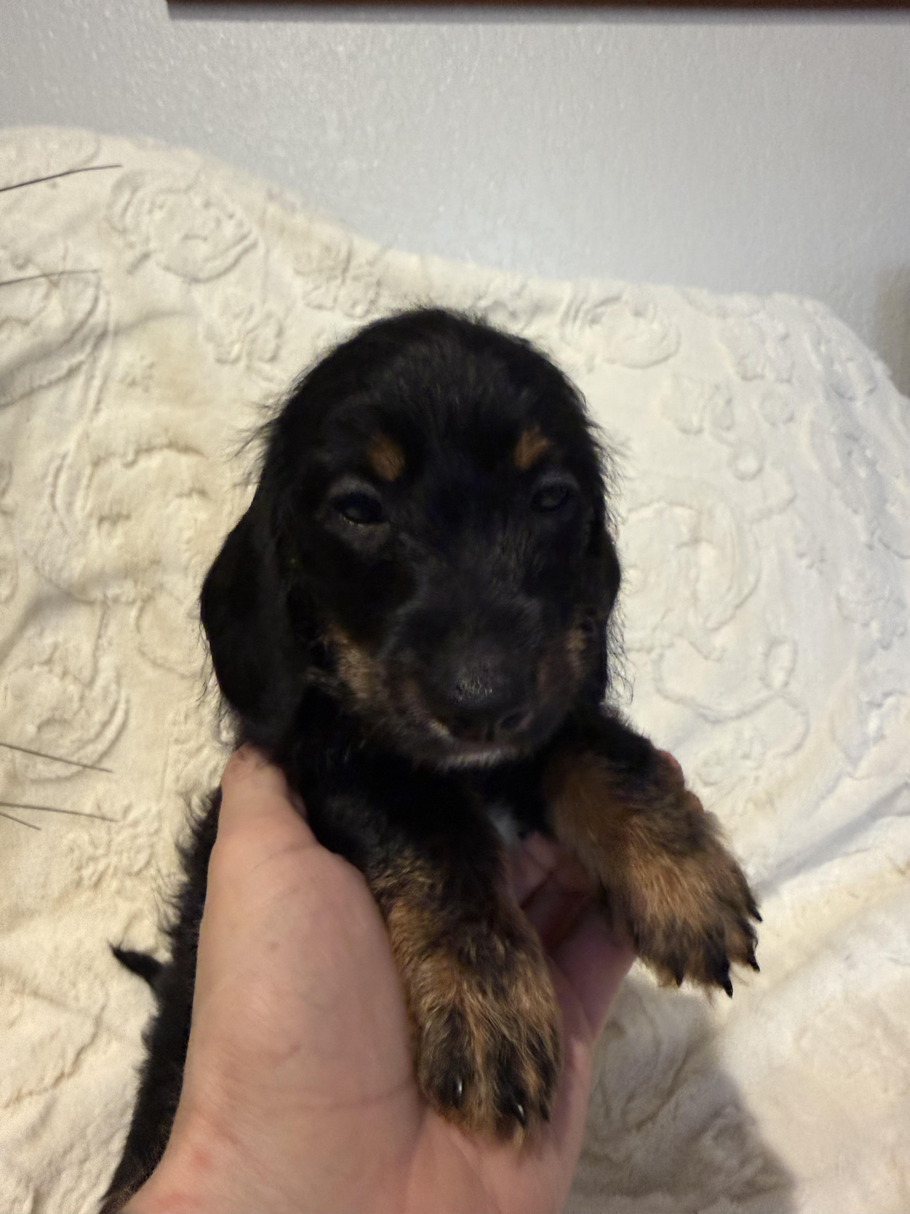 Enlarge Milo, a ADOPTABLE mixed breed in Hales corners, WI image 3/4