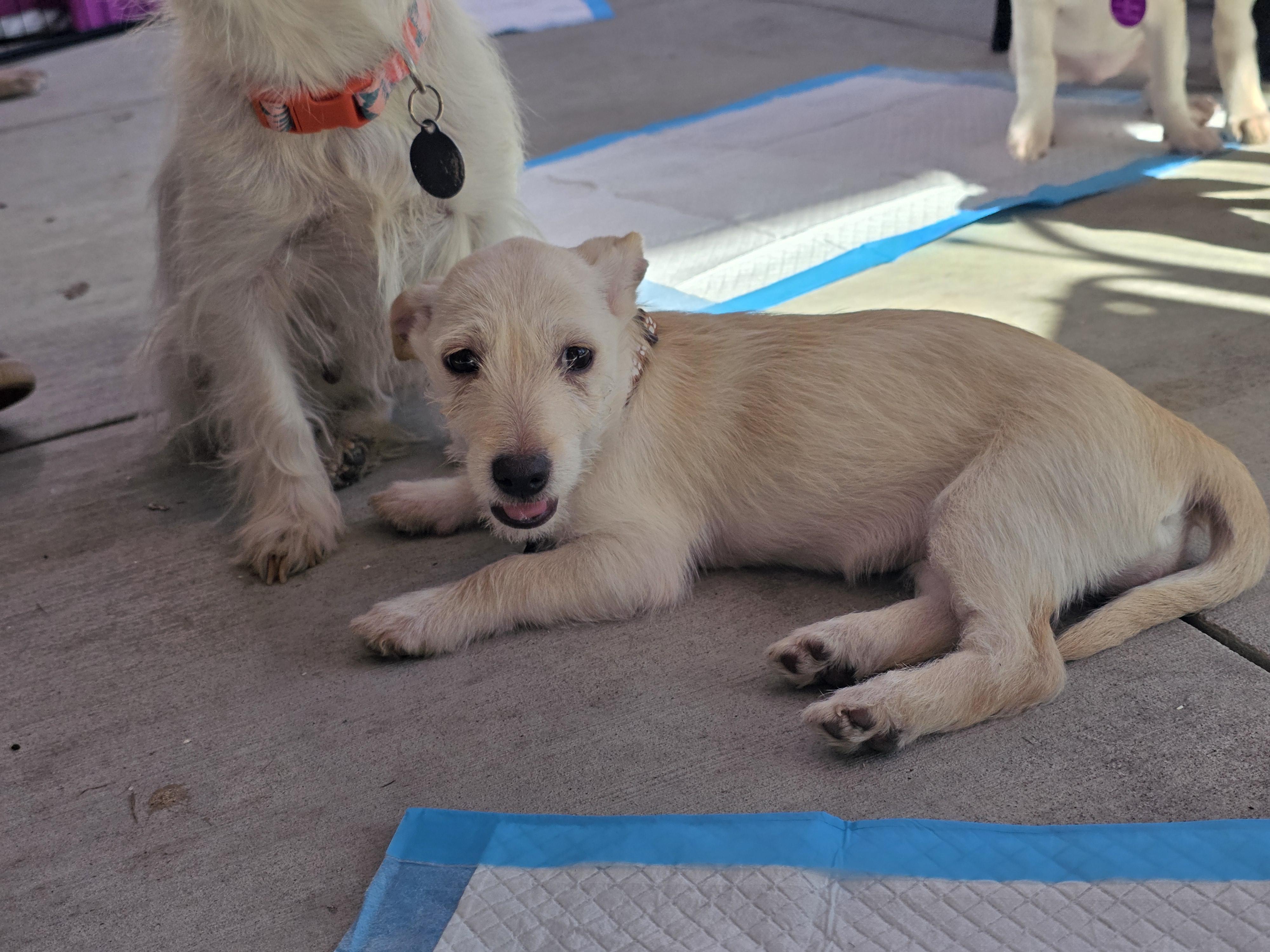 Enlarge Rory, an adopted mixed breed in Encinitas, CA image 5/6