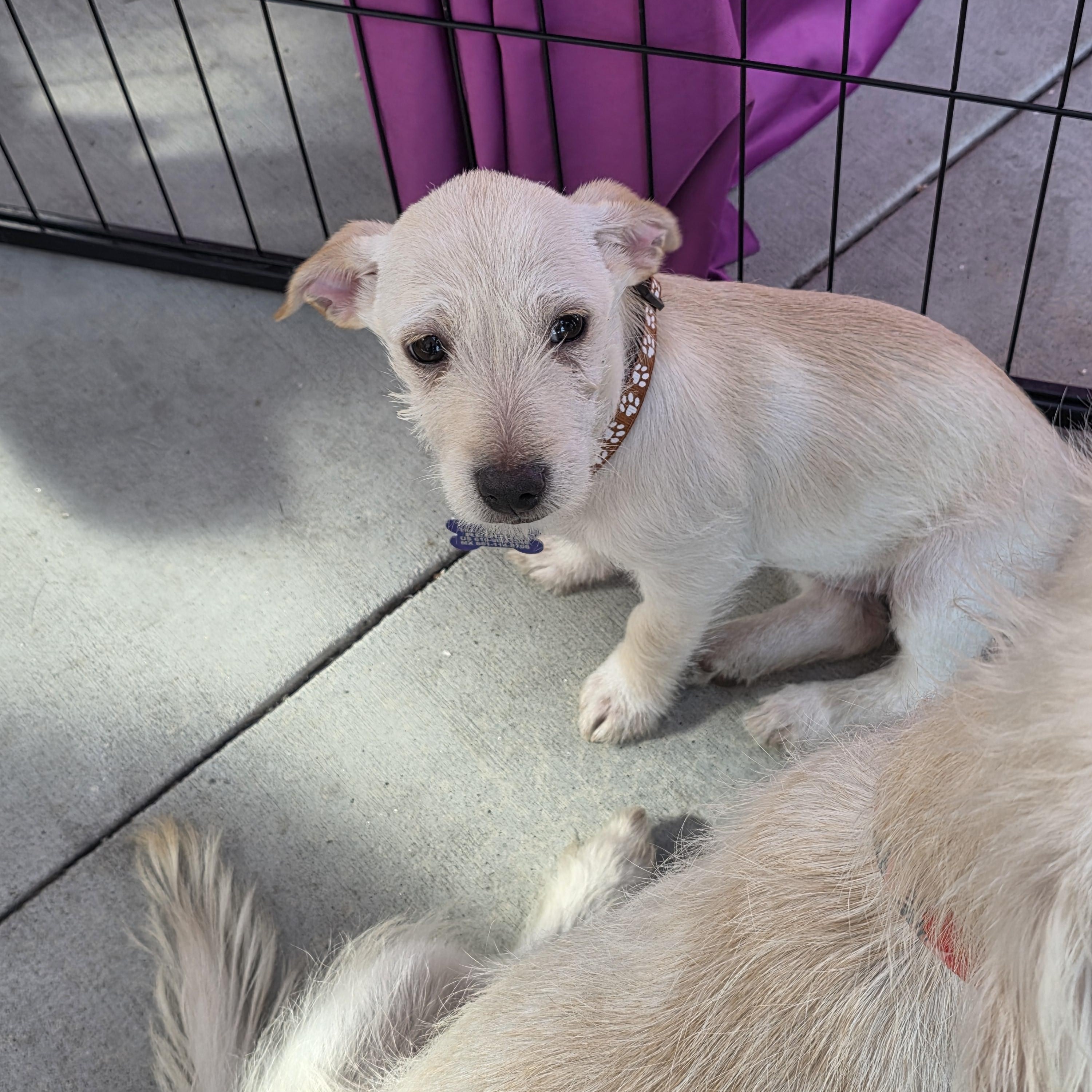 Enlarge Rory, an adopted mixed breed in Encinitas, CA image 3/6