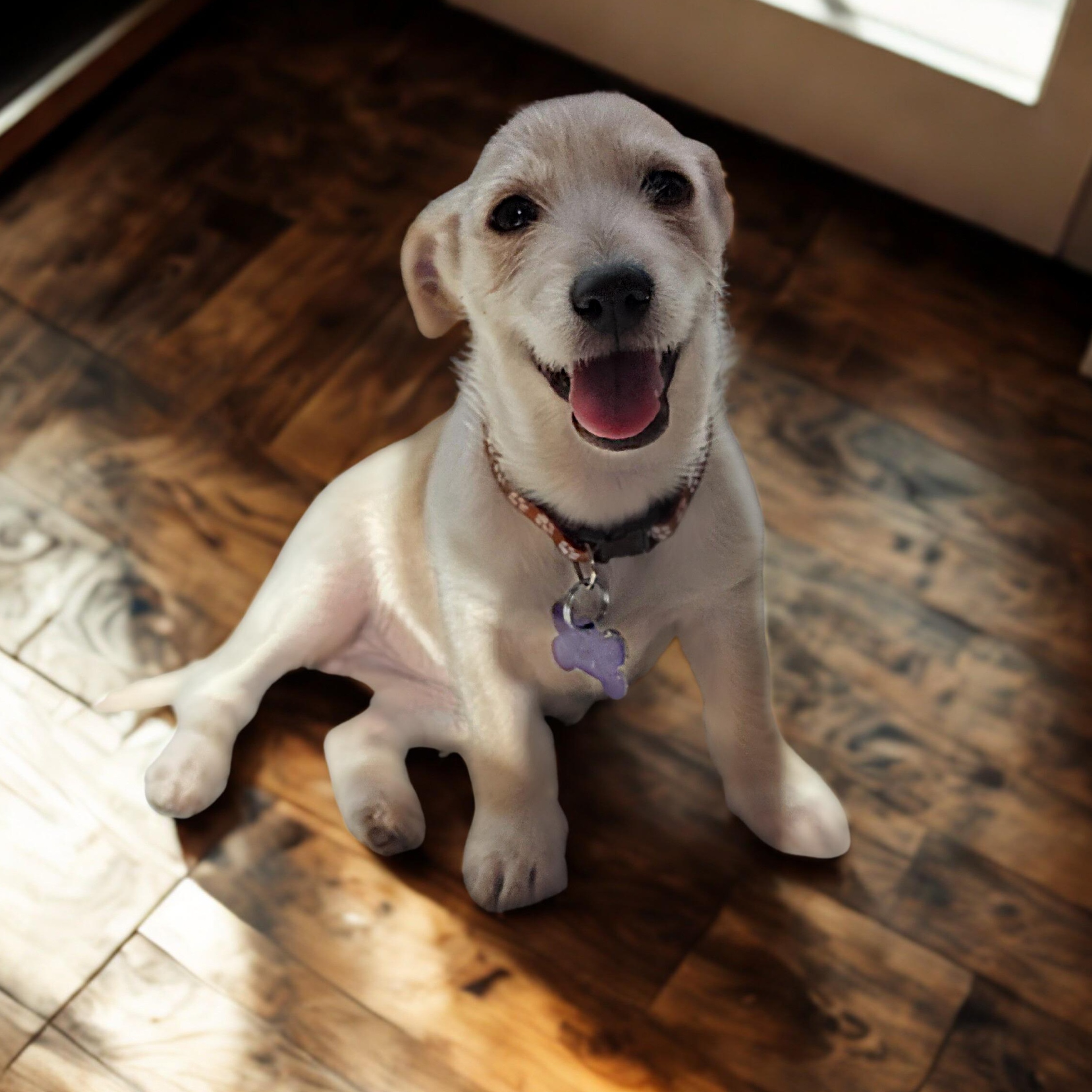 Rory, adopted, Puppy Female Terrier & Chihuahua.